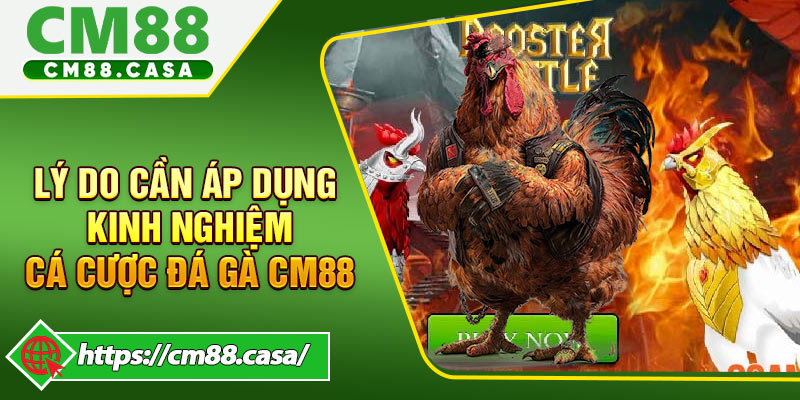 Lý do cần áp dụng kinh nghiệm cá cược đá gà CM88