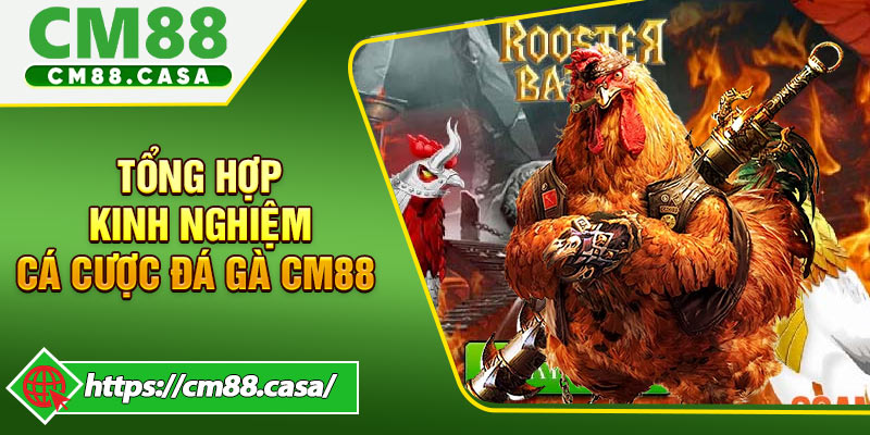 Tổng hợp kinh nghiệm cá cược đá gà CM88 chắc thắng